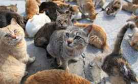 O femeie din capitală ține în apartament 20 de cîini și pisici Vecinii sînt îngroziți