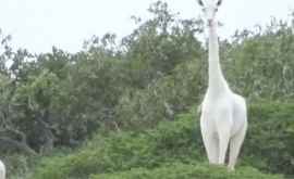 Două girafe albe extrem de rare ucise de braconieri în Kenya