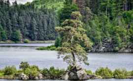 Un pin de 350 de ani din Cehia este Copacul anului în Europa