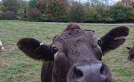 Soluțiile antiparazitare pentru bovine distrug o treime din gîndacii de bălegar