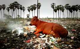 В Индии навсегда запретили пластик