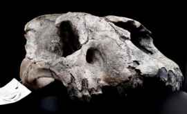 Craniul unei pisici gigantice cu colțipumnal a surprins oamenii de știință