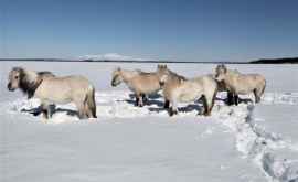 Oamenii de știință salvează gheața veșnică cu ajutorul cailor