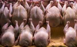 În Moldova carnea de pasăre nu se va scumpi