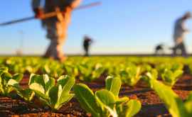 Правительство предлагает субсидии для молдавской диаспоры которая будет инвестировать в сельское хозяйство