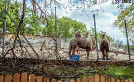 В двух зоопарках страны введен карантин