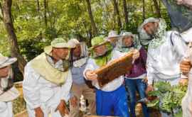 Десять пчеловодов получили сертификаты на производство экологически чистого меда