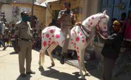 Un polițist din India șia vopsit calul cu imagini care imită aspectul coronavirusului