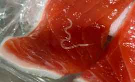 Количество паразитов в рыбе для суши выросло в сотни раз
