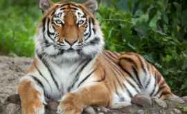 Тигр в зоопарке НьюЙорка заразился коронавирусом