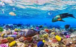 Океаны могут восстановиться к 2050 году