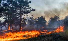 Greenpeace 98 din incendiile de pădure nu sînt incluse în rapoartele oficiale