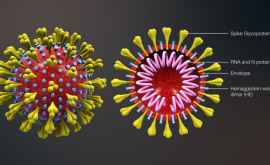 Заявление Информация о создании нового коронавируса в лаборатории фейк