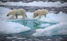 Северный Ледовитый океан полностью лишится льда на летний период уже к 2050 году