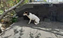 Спасатели сняли с крыши пса просидевшего там неделю 