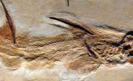Гигантскую акулуподростка из эпохи динозавров идентифицировали по остаткам позвонков
