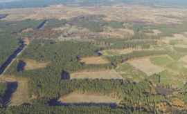 Cum arată tăierea fragmentată a pădurilor din dronă