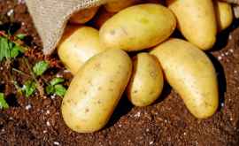 Cartofii noi au apărut în vînzare Cît costă kilogramul