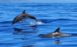 В США фотограф заснял редкое световое шоу дельфинов