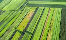 Terenurile agricole existente ar putea hrăni încă 800 de milioane de oameni