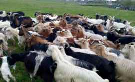 Peste 30 de capre au fost ucise de fulger