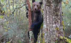 Un urs brun surprins în nordul Spaniei pentru prima dată în 150 de ani