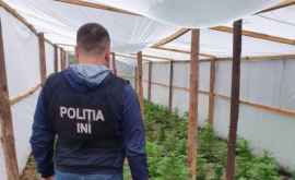 Задержаны пятеро подозреваемых в выращивании конопли в теплице в Хынчештах ВИДЕО