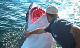 Рыбак спас белую акулу он не мог и подумать что она так отблагодарит его