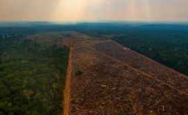 Во время пандемии вырубка лесов Амазонии достигла нового рекордного уровня