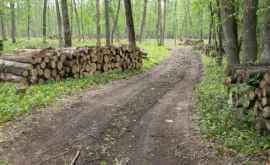 Лесоводы Оргеевского района перестарались с вырубкой деревьев