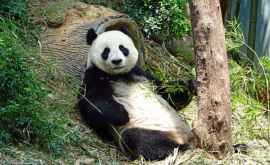 Две панды вернутся из Канады на родину зоопарк не может их прокормить