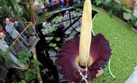 Un exemplar din cea mai mare floare din lume a înflorit în Belgia