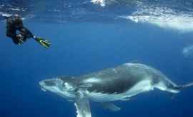 Инициатива наказуема Австралийца оштрафовали за спасение кита