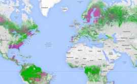 Google выпустил карту лесов мира Global Forest Watch