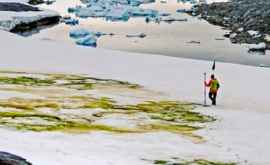 În Antarctica a apărut zăpadă verde din cauza schimbărilor climatice