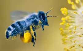В США обнаружен редкий вид голубой пчелы считавшейся вымершей