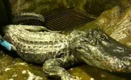 Un aligator care a supraviețuit bombardamentelor din al Doilea Război Mondial la Berlin a murit 