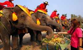 В Таиланде остались без работы слоны катавшие туристов