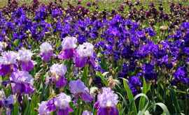 Irisul floarea zeilor Curiozități pe care nu le știai