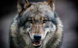 Волки оказались способны анализировать действия людей