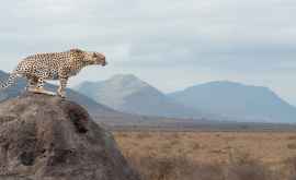 Un ghepard rar observat pentru prima dată în 10 ani în munții Algeriei 