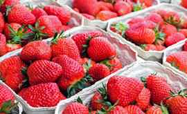 În Moldova contrabanda cu căpșuni a stricat din nou piața