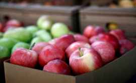 Moldova pe locul 6 în lume cu cel mai bun preț la mere grafic
