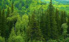 Лесной фонд на юге Молдовы будет увеличен