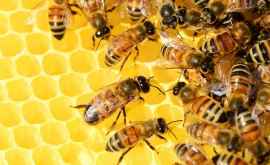 Сеть 5G может привести к массовой гибели пчел