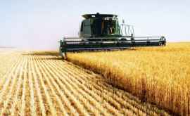 Ministerul Agriculturii prognozează o recoltă de grîu de pînă la 600 mii de tone