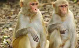 В Японии 70 обезьян сбежали из зоопарка