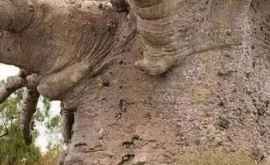 Баобаб в Сенегале самое старое дерево на планетеЕму 6000 лет