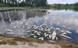 Dezastru ecologic Sute de pești morți întrun rîu din Moldova FOTO