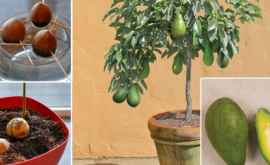Перестаньте покупать авокадо Вот как вырастить дерево авокадо дома в горшочке